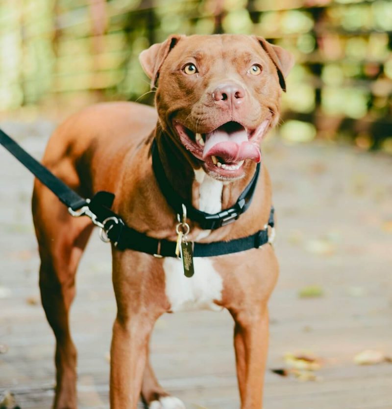 demande persmis chien catégorisé